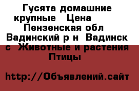 Гусята домашние крупные › Цена ­ 150 - Пензенская обл., Вадинский р-н, Вадинск с. Животные и растения » Птицы   